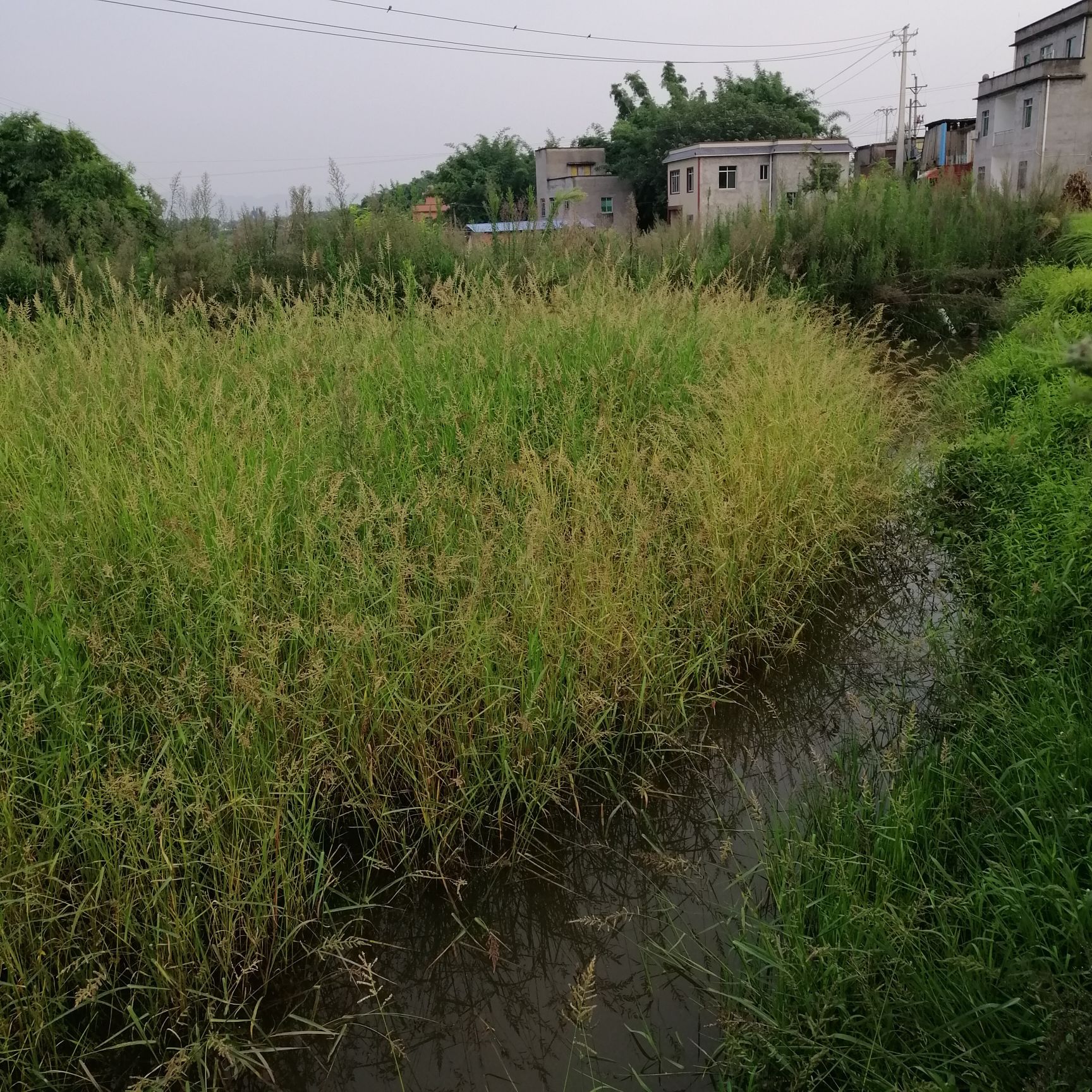 小米种子 小米草种子，