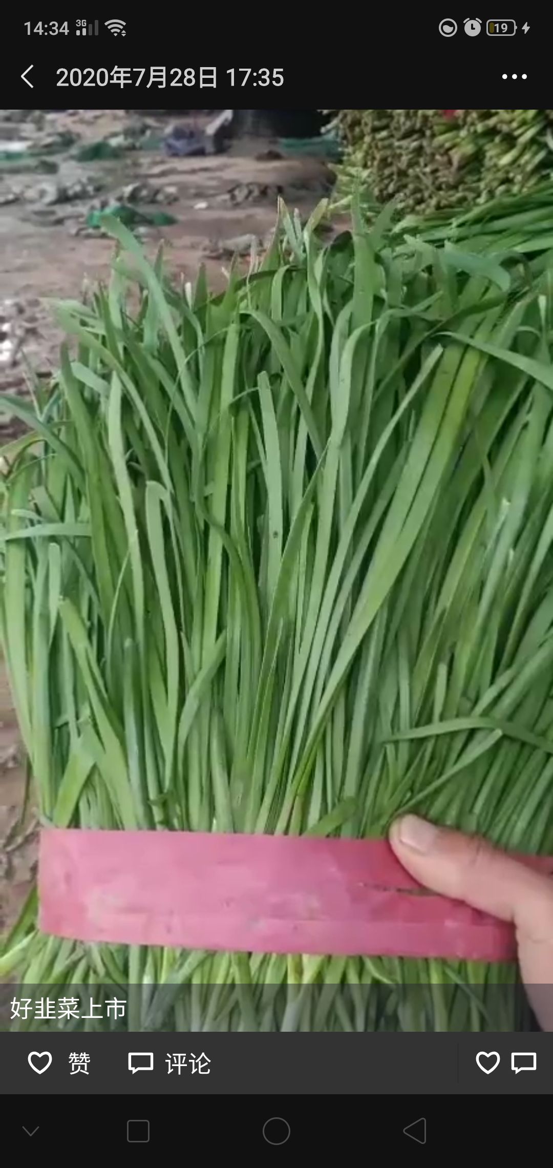 韭菜大量上市中有需求的老板提前联系我