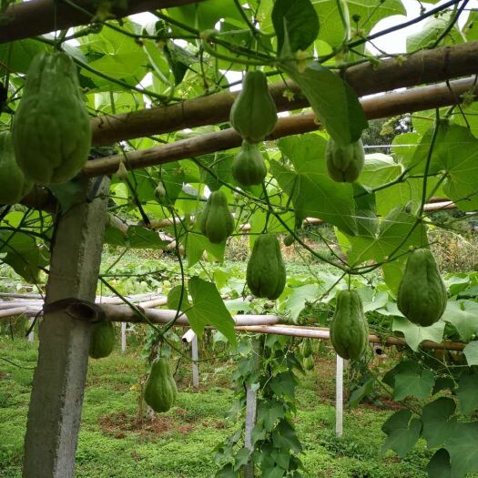 自家种植基地佛手瓜，可满足需求，价格便宜，可选择包装方式
