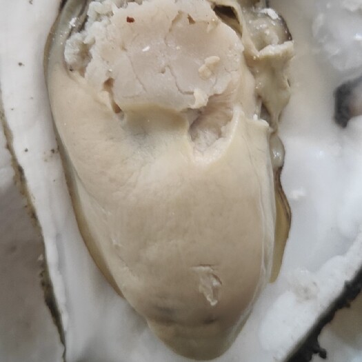 长海县 大连三倍体生蚝