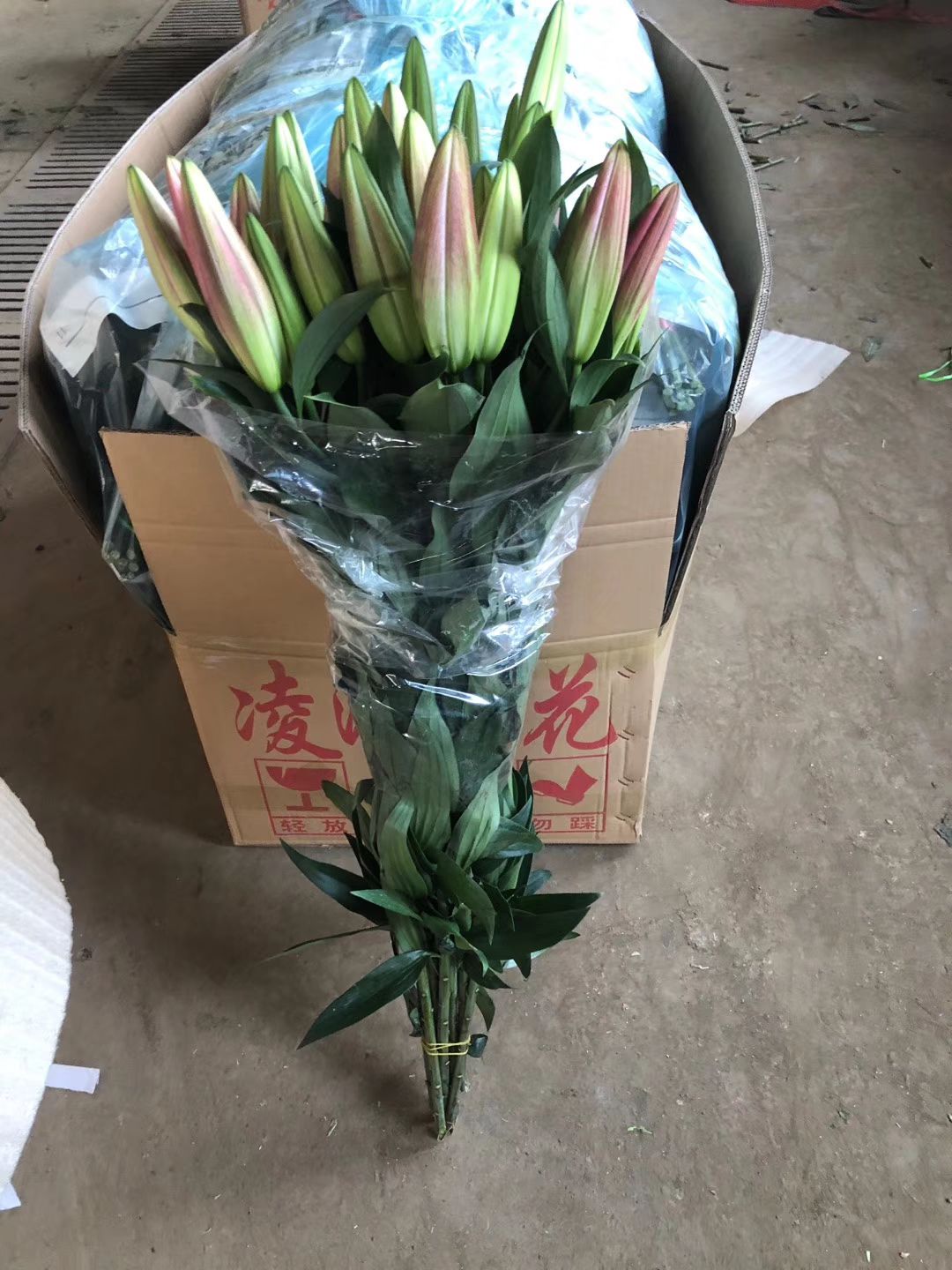 百合切花 本人常年为全国各花店及鲜花批发商供货，基地直发，欢迎洽谈。