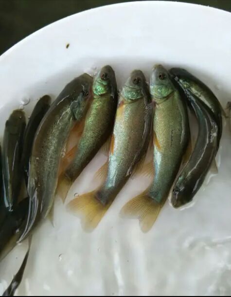 富顺县 丁桂鱼苗，体格健壮，无病无伤，长势迅猛，成活率高欢迎来电咨询