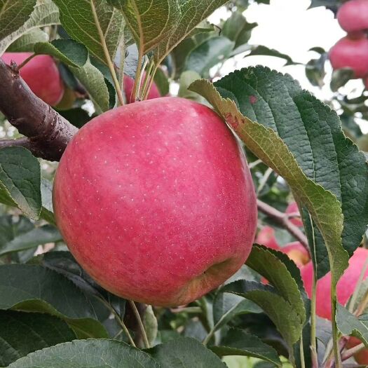 鲁甸县 最夏天的味道
红露红苹果🍎