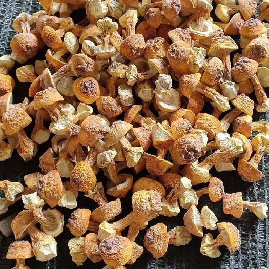 临城县 姬松茸    精选货