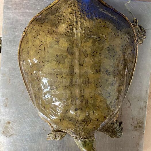 南丰县 长期供应8年老甲鱼