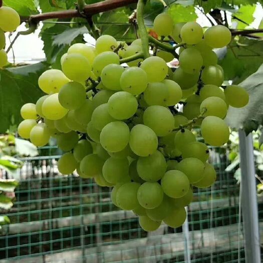 杭州 无籽葡萄，自家种植