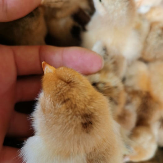 惠州K9麻黄鸡苗  K9鸡苗  麻黄K9鸡苗快大型  质量保证  打马立克疫苗