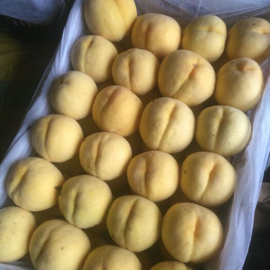威县 锦绣黄桃各大有甜