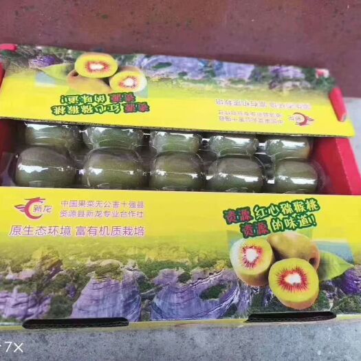 资源县 自家种的红心猕猴桃。来自广西桂林资源的红心猕猴桃。