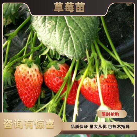 泰安法兰地草莓苗  草莓苗基地直销，现挖现卖，栽种15天内死苗补发
