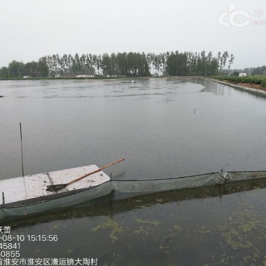 淮安生态大闸蟹 全程生态养殖，科学管控。