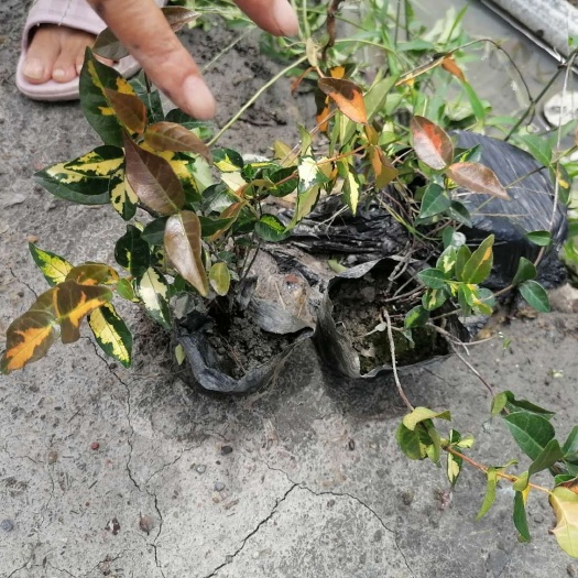 成都花叶络石 金叶络石