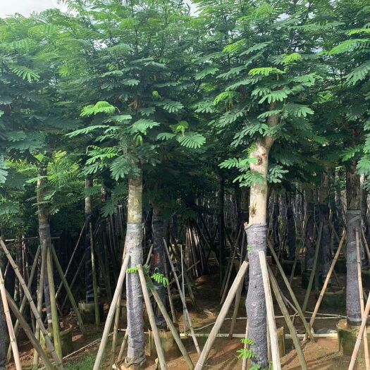 普宁市南洋楹 蓝洋楹