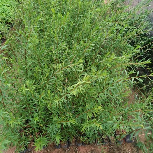 揭阳红千层30-60高，5-12公分