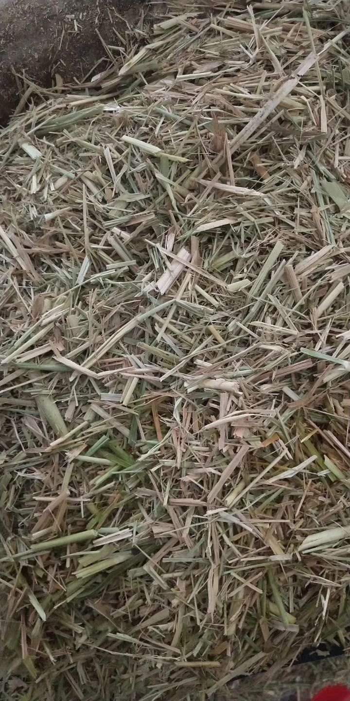  供应稻草，需要的提前联系