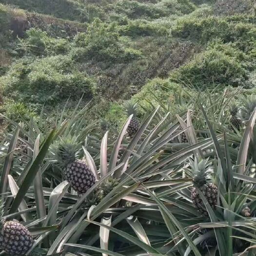 瑞丽市金钻凤梨 水果.凤梨