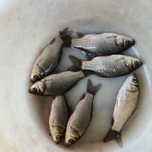 清水县鲫鱼苗规格齐全，包技术，包下塘