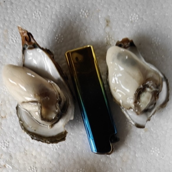  阳江生蚝    牡蛎  小小蚝