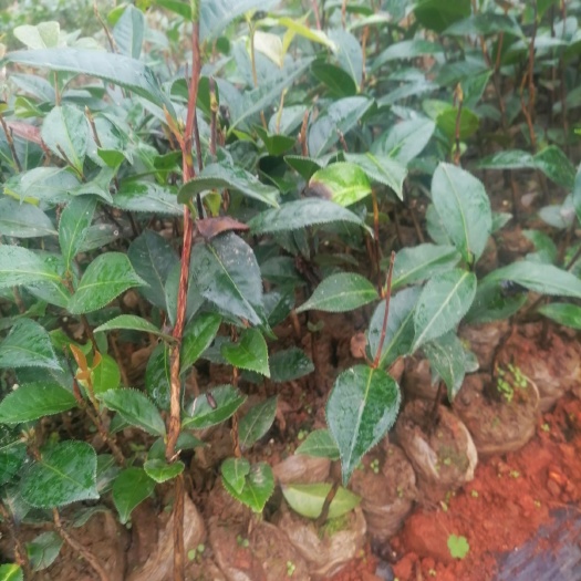 昌宁县油茶树苗