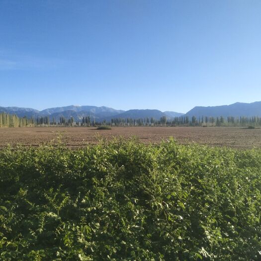 和硕县旱地 新疆和硕县优质土地长期合作承包