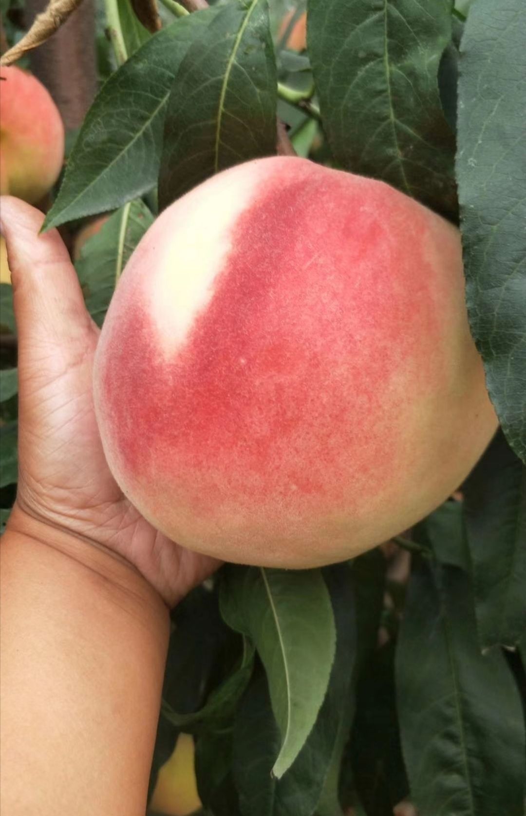  优质永莲蜜桃成熟上市了