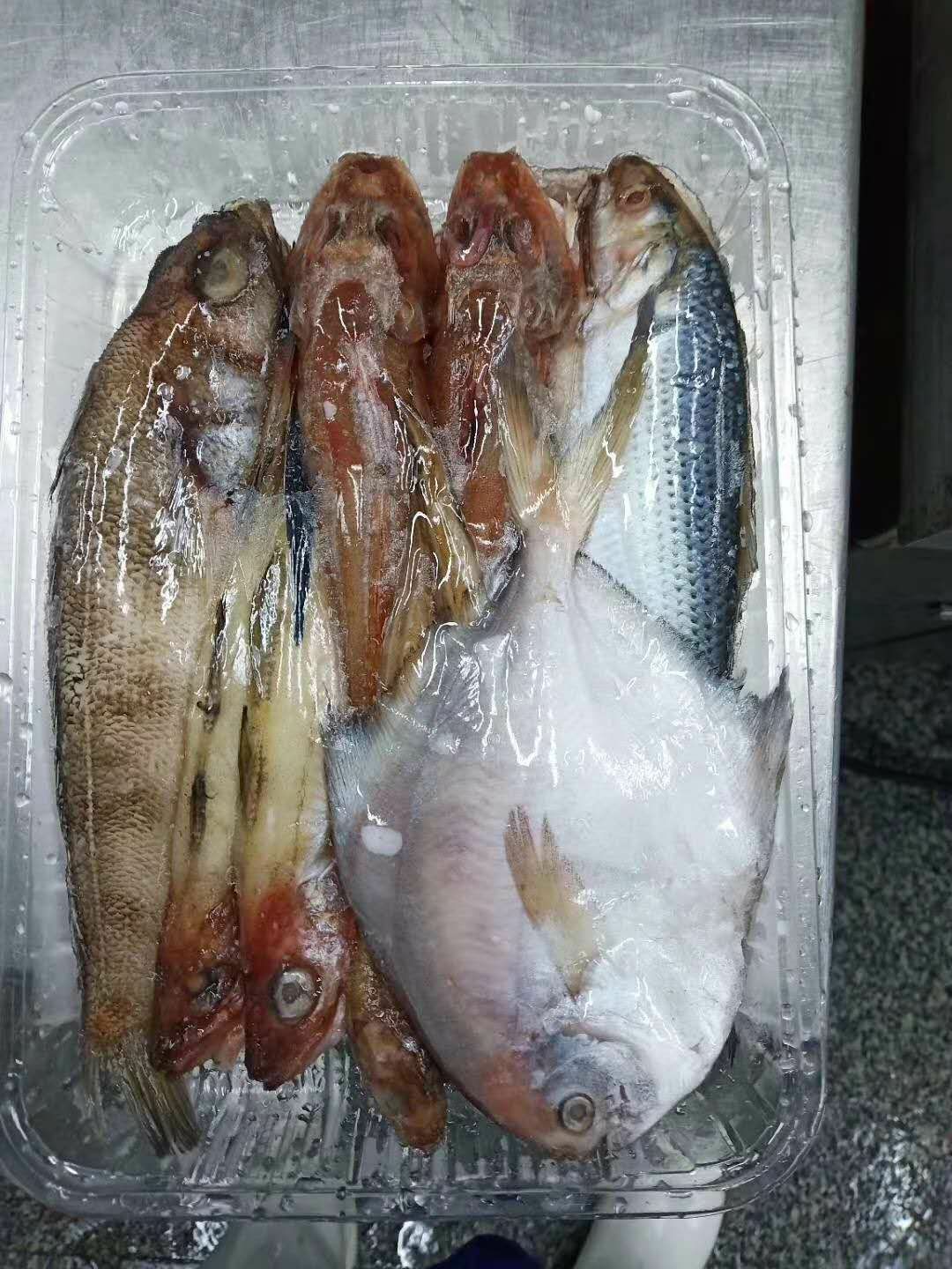 冷凍海魚 海雜魚