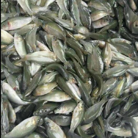 来宾禾花鱼 大量出售禾花鲤