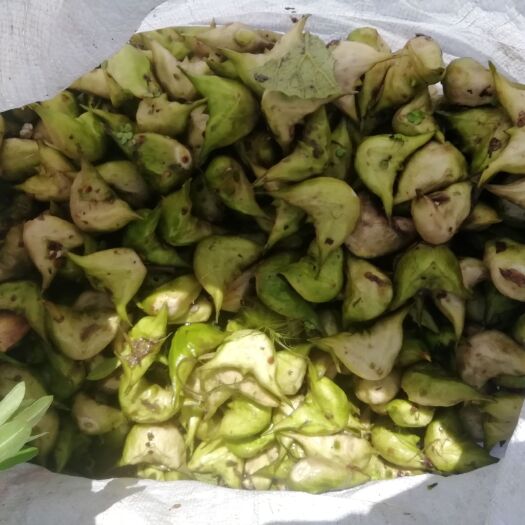 兴化市大量出售菱角，长期稳定