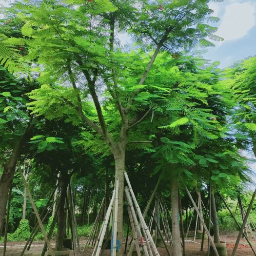 普宁市凤凰木15/18/20/25公分
