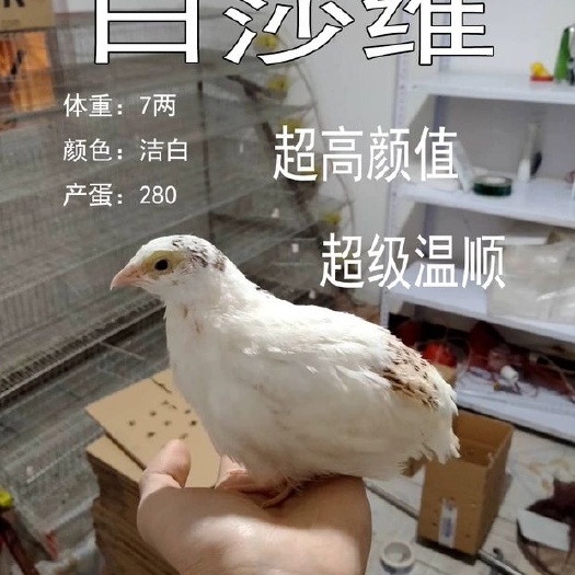 常熟市 鹌鹑蛋白维有精蛋可孵化