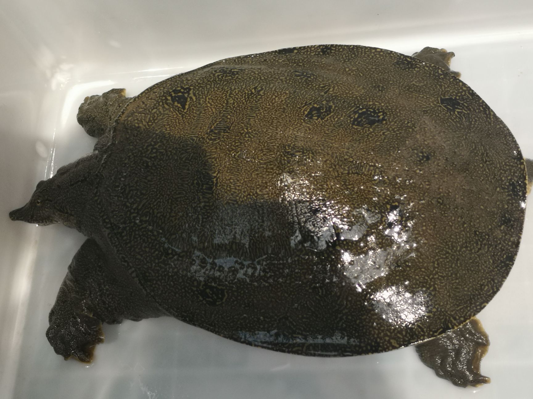 家庭农场直供纯外塘养殖含虾青素的生态甲鱼,欢迎订购!