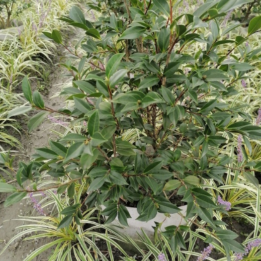 成都 茶梅球