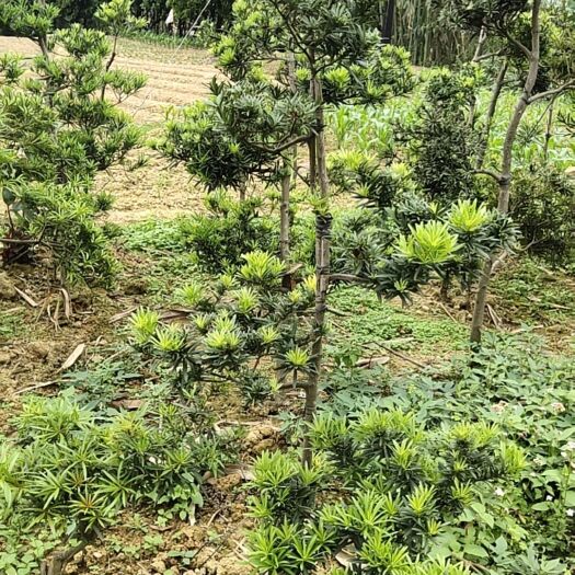 岑溪市小叶罗汉松  价格可聊。