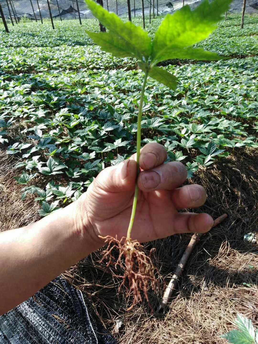  自家种植三七销售