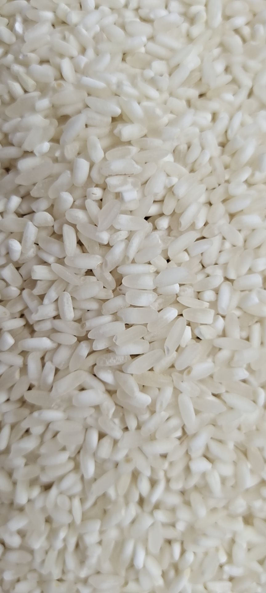 腹白米 二等品 晚稻 粳米