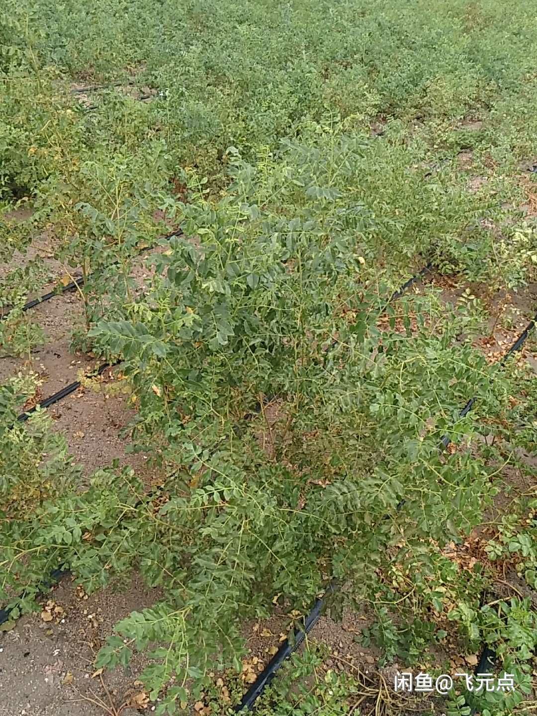 旱地 新疆和硕县优质土地长期合作承包