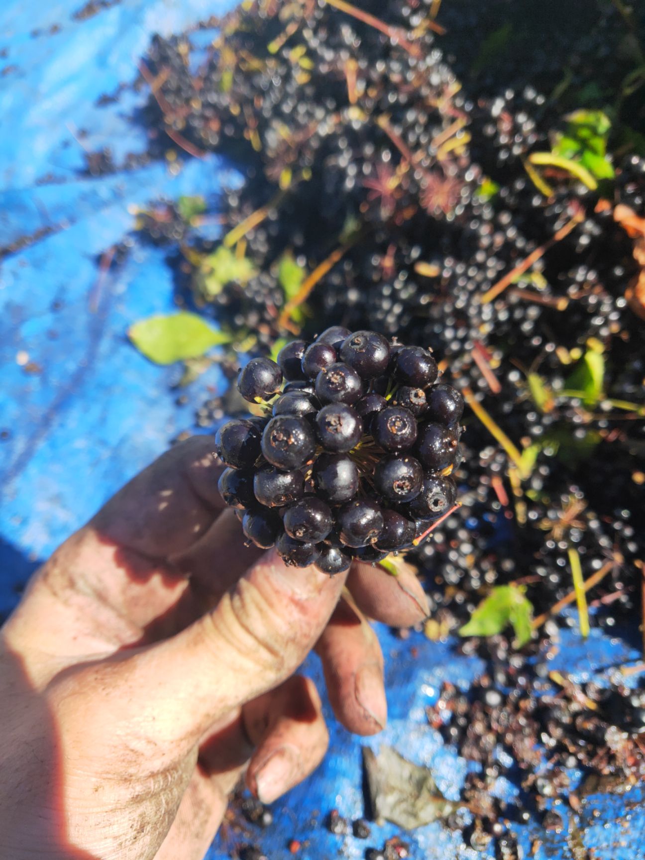 出售刺五加种子（长梗五加种子）、出售长梗五加种子（五加参籽）