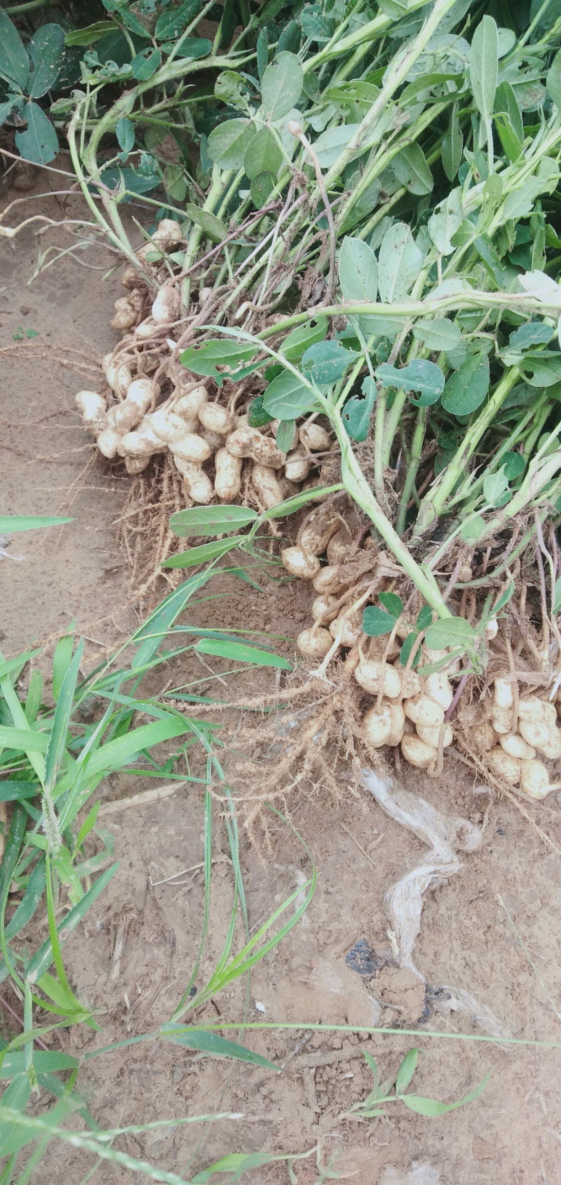  沙土地花生，洁白无土，质量好