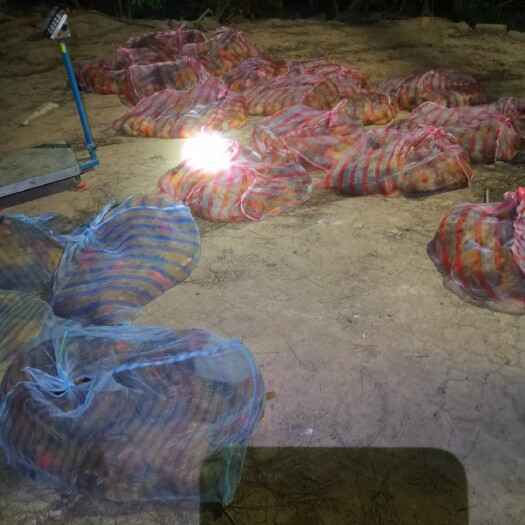 宁德k9鸡  k9童鸡，大鸡月子鸡长期大量批发