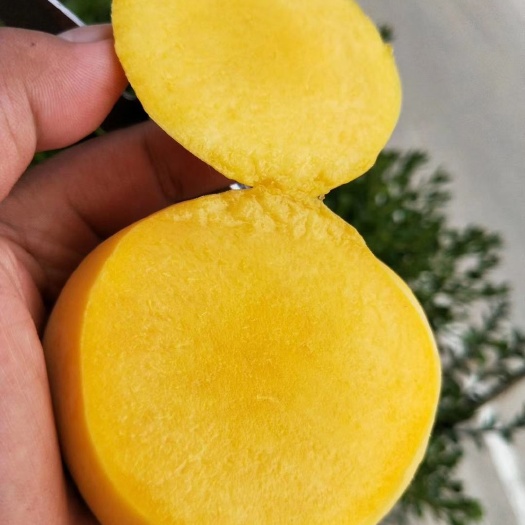 蒙阴县锦绣黄桃  蒙阴蜜桃金皇后