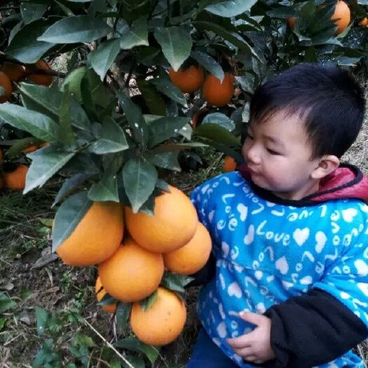 石门县脐橙 湖南省常德市石门县