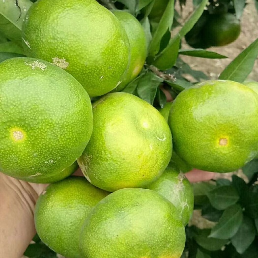 汉寿县宫川蜜桔 皮薄肉红，入口无渣，有8/10个糖
