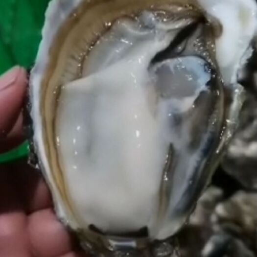 诏安县三倍体生蚝 福建3倍体，薄壳，肉厚！