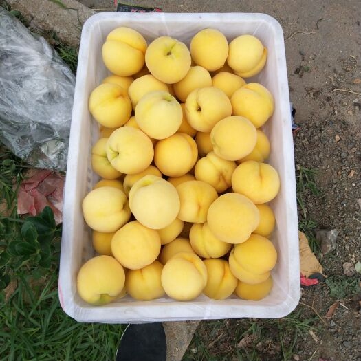 沂水县嘎啦苹果 金黄后罐头桃