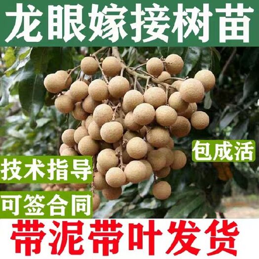 灵山县石峡龙眼苗 桂圆龙眼树苗特大石硖储良四季嫁接果苗盆栽阳台南方种植当年结果
