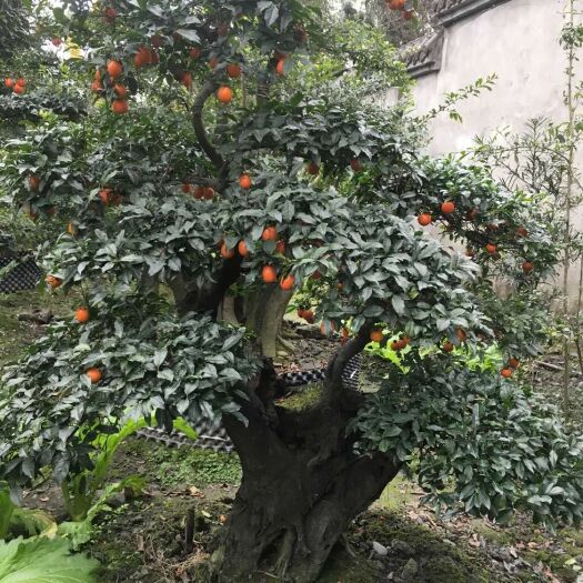 成都 造型金弹子