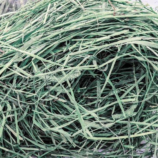 岷县 20年提摩西干草 提摩西草500g荷兰猪饲料龙猫草 兔粮