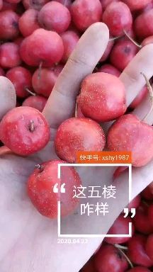 平邑县 大五棱山楂原产地全国可发货