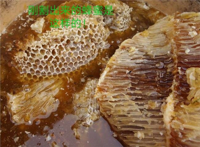 洛宁县 土蜂蜜假一赔万