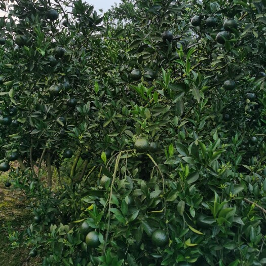开平市新会柑小青柑茶果